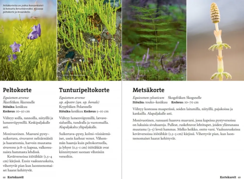 Calazo Vaeltajan Tunturikasvio