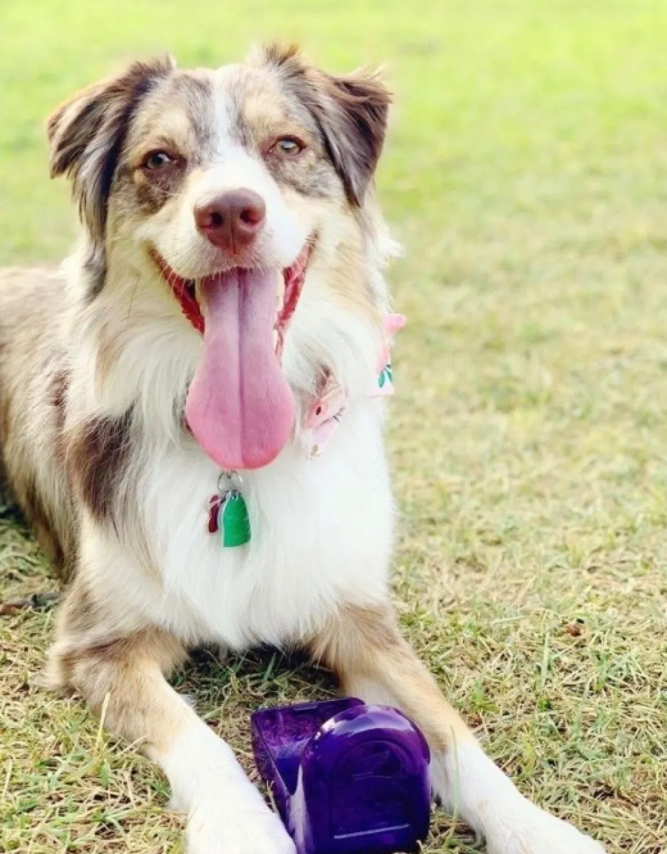 Ollydog Ollybottle Plum 1 L